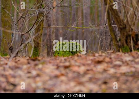 Ceppo di albero nella foresta sovrappostito con muschio, profondità di campo molto poco profonda, bello bokeh morbido e sfocato Foto Stock