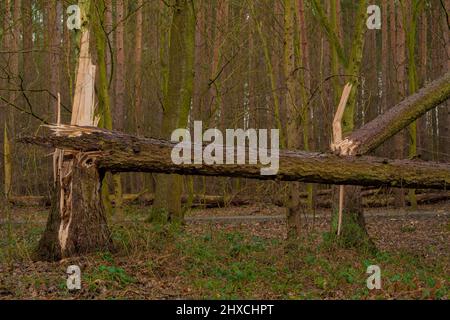 Due grandi alberi di abete rotto dopo una tempesta nella foresta, danno tempesta Foto Stock