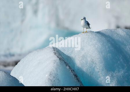 Gabbiano comune (Larus canus) seduto su un iceberg, Jökulsárlón laguna glaciale, Parco Nazionale Vatnajökull, Islanda Foto Stock