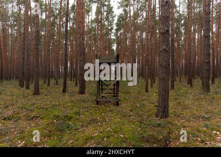 Piccola sede in legno alta per un cacciatore in una pineta Foto Stock