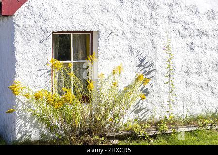 Golden Rod fiorito fuori dalla finestra di un cottage nel villaggio di Carrbridge, Highland, Scozia Regno Unito. Foto Stock