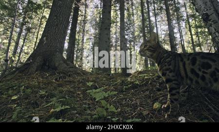 Un gatto in un parco della città. Il Bengala wildcat a piedi sulla foresta nel collare. Asian Jungle Cat o palude o Reed. Addomesticazione leopard cat nascondere, caccia e p Foto Stock