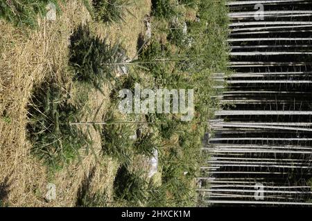 Germania, Baviera, alta Baviera, contea di Traunstein, terreno forestale, conservazione dell'abete rosso, colture di abete rosso, giovani spruces Foto Stock