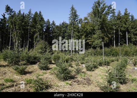 Germania, Baviera, alta Baviera, contea di Traunstein, terreno forestale, conservazione dell'abete rosso, colture di abete rosso, giovani spruces Foto Stock