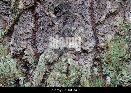 Corteccia di albero (particolare). Douglas (Pseudotsuga menziesii). Dawyck Botanic Garden, Stobo, Scottish Borders, Scotland, Regno Unito, Europa. Foto Stock
