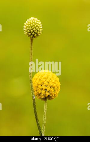 Craspedia globosa 'Golf Beauty' (Billy Buttons) fiore, bastone Foto Stock