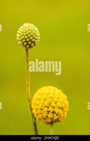 Craspedia Beauty' (Billy Buttons) fiore, bastone Foto Stock