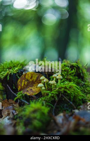 Funghi magici in autunno in una foresta fiabesca, bokeh circolare astratto, Foto Stock