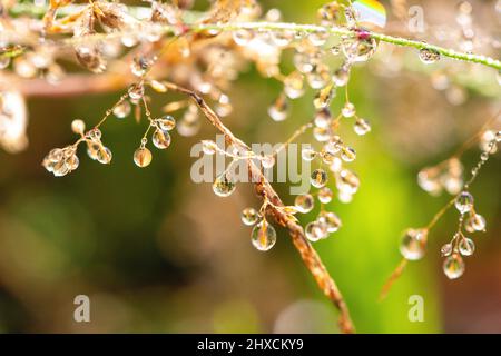 Primo piano dei dewdrops sulle lame di erba, Hyltebruk, Halland, Svezia Foto Stock