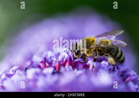 Apis mellifera, ape del miele occidentale, Buddleja davidii, bush della farfalla Foto Stock