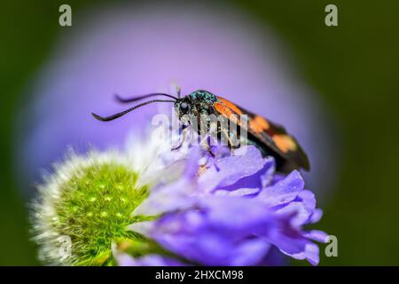 Zygaena filipendulae, rampione a sei macchie, goccioline di sangue, rampione comune Foto Stock