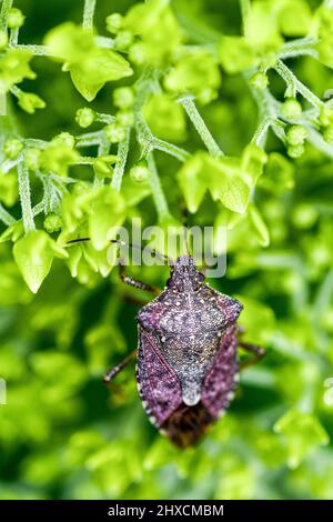 Halyomorfa halys, albero marmorizzato bug, puzzolente bug, hydrangea arborescens. Foto Stock