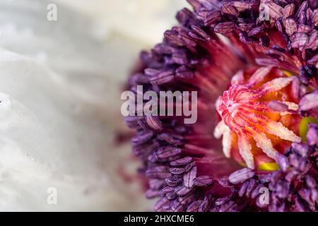 Papaver orientale, papavero orientale, 'matrimonio reale', papavero turco Foto Stock