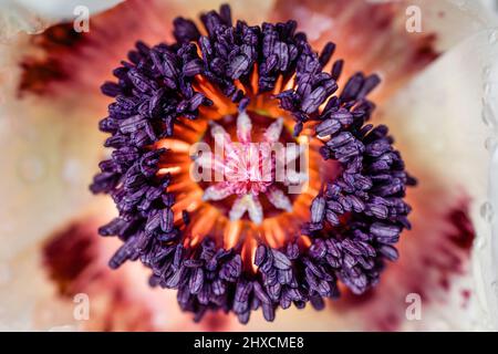 Papaver orientale, papavero orientale, 'matrimonio reale', papavero turco Foto Stock