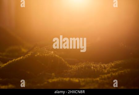 Europa, Germania, bassa Sassonia, Wingst. Luce serale nella foresta. Foto Stock