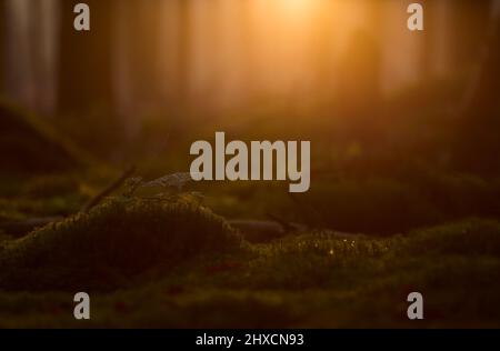 Europa, Germania, bassa Sassonia, Wingst. Luce serale nella foresta. Foto Stock