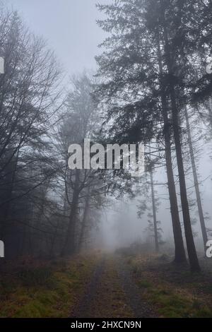 Europa, Germania, bassa Sassonia, Wingst. Nebbia spessa nella foresta. Foto Stock