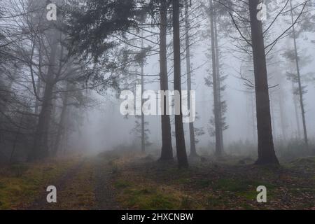 Europa, Germania, bassa Sassonia, Wingst. Nebbia spessa nella foresta. Foto Stock