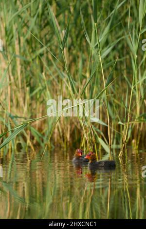 Europa, Germania, bassa Sassonia, Otterndorf. Pulcini di Coot (Fulica atra) tra le canne nella luce del mattino. Foto Stock