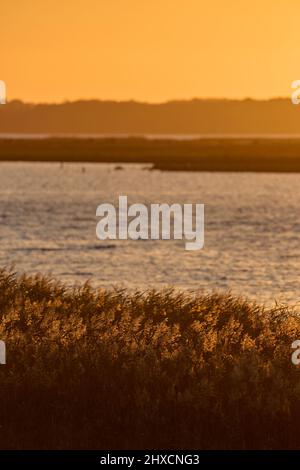 Europa, Danimarca, Møn. Ora d'oro su Nyord. Foto Stock