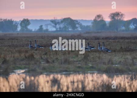 Europa, Danimarca, Møn. Oche grigielag (Anser anser) su Nyord al tramonto. Foto Stock