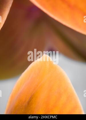 Ripresa macro di un'orchidea Foto Stock