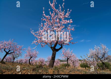 Mandorli in fiore. Nei pressi di Oria, provincia di Almería, Spagna meridionale. Foto Stock