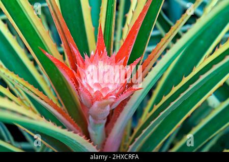 Infiorescenza ornamentale di ananas Foto Stock