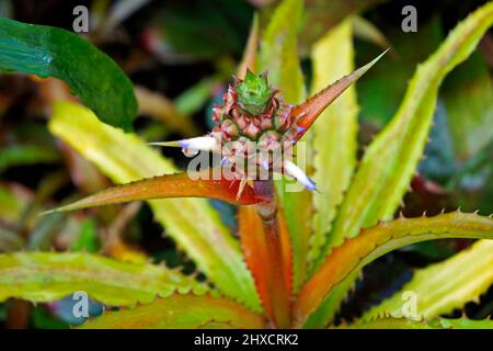 Infiorescenza ornamentale di ananas su gaden tropicale Foto Stock