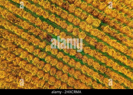 Autunno nelle grandi pianure della Tessaglia. Da qualche parte tra Giannouli e Ambelonas, Larissa, Tessaglia, Grecia. Foto Stock