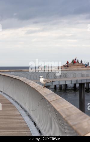 Un gabbiano bianco si trova sulla ringhiera del nuovo molo di Koserow sull'isola di Usedom. Foto Stock