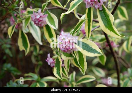 Inverno Daphne odora Ômae-jimaÕ in fiore Foto Stock