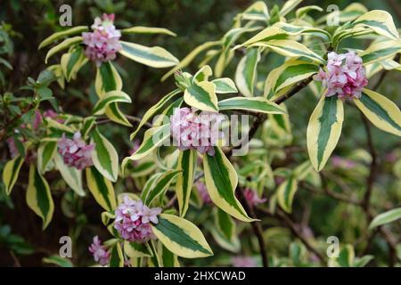 Inverno Daphne odora Ômae-jimaÕ in fiore Foto Stock