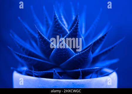 Aloe Aristata, si illumina in una stanza con luce blu. Foto Stock
