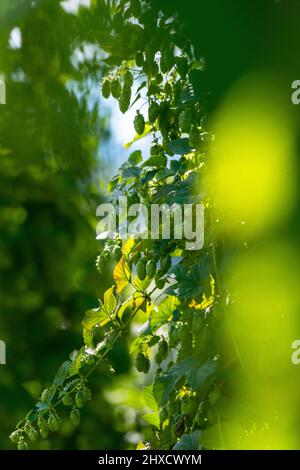 Luppolo, Baden-Wuerttemberg, autunno, prima della vendemmia Foto Stock