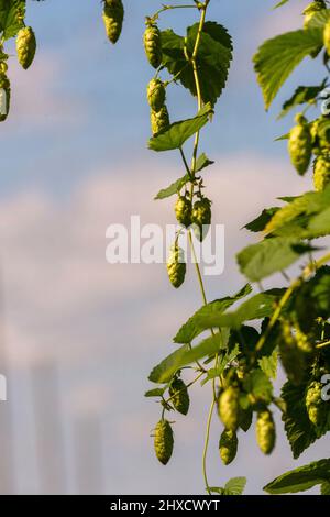 Luppolo, Baden-Wuerttemberg, autunno, prima della vendemmia Foto Stock