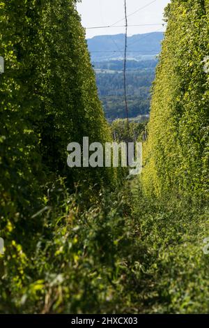 Luppolo, Baden-Wuerttemberg, autunno, prima della vendemmia Foto Stock