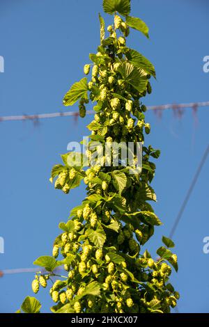 Luppolo, Baden-Wuerttemberg, autunno, prima della vendemmia Foto Stock