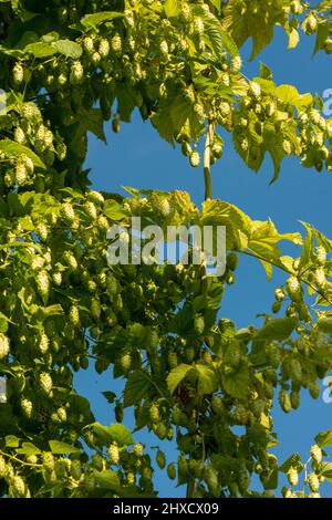 Luppolo, Baden-Wuerttemberg, autunno, prima della vendemmia Foto Stock