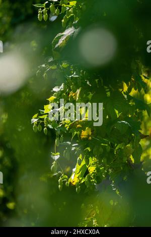 Luppolo, Baden-Wuerttemberg, autunno, prima della vendemmia Foto Stock