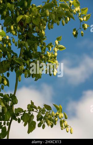 Luppolo, Baden-Wuerttemberg, autunno, prima della vendemmia Foto Stock