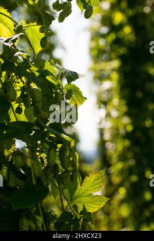 Luppolo, Baden-Wuerttemberg, autunno, prima della vendemmia Foto Stock