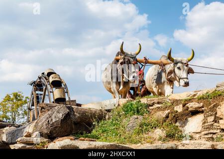 Un coltivatore attira acqua da un pozzo da una ruota girata da giovenchi per irrigazione, Kumbhalgarh, Aravalli Hills, Rajsamand distretto, Udaipur, Rajasthan Foto Stock