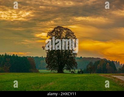 Germania, Baden-Württemberg, Gammertingen - Feldhausen, tiglio, monumento naturale, Foto Stock