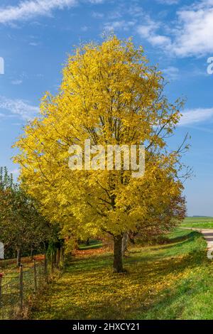 Albero di cenere comune con foglie d'autunno Foto Stock