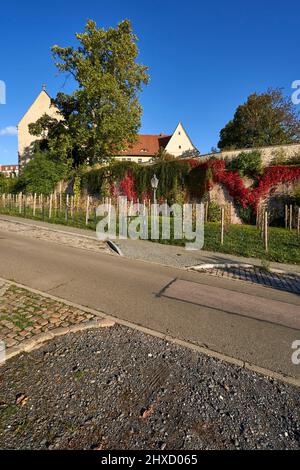 Chiesa del monastero francescano di Zeitz, Burgenlandkreis, Sassonia-Anhalt, Germania Foto Stock