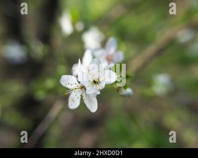 Primo piano di susina bianca fiore Foto Stock