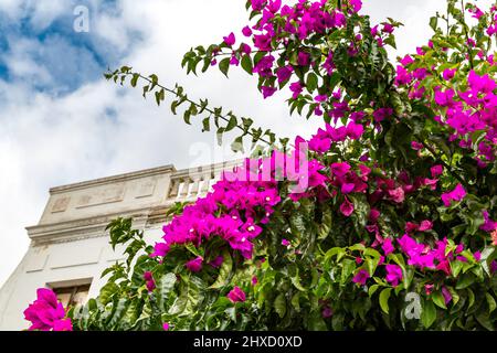 Bougainvillea, Haria, Lanzarote, Isole Canarie, Spagna, Europa Foto Stock