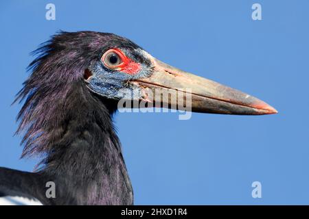 La cicogna di Abdim (Ciconia abdimii), ritratto, Africa Foto Stock