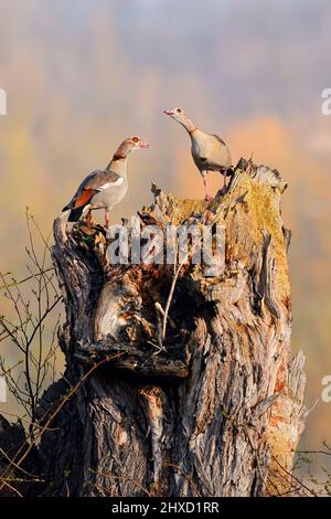 Oca egiziana (Alopochen aegyptiaca), coppia presso il sito di allevamento, Renania settentrionale-Vestfalia, Germania Foto Stock